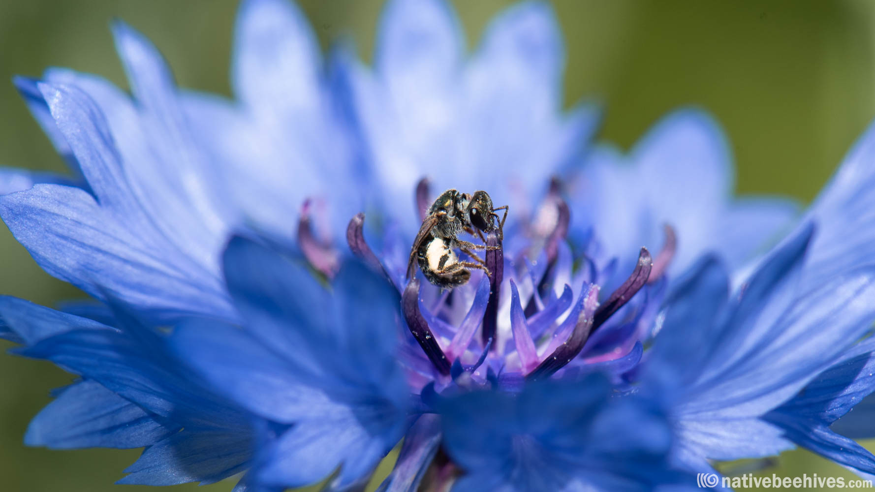 nbh_nativebee_14122024